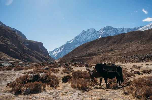 Vaca. - foto de stock