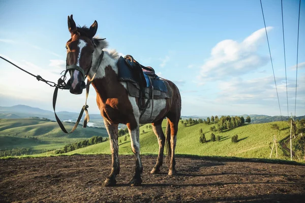 Caballo - foto de stock