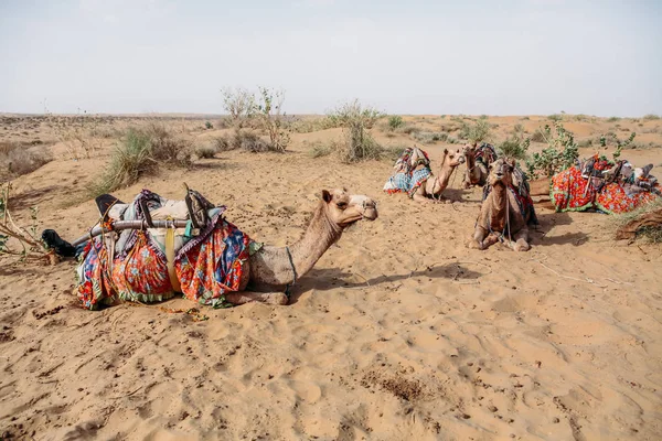 Camellos - foto de stock