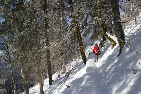 Vista para trás do turista com mochila andando em montanhas nevadas perto do Castelo de Neuschwanstein, Alemanha — Fotografia de Stock