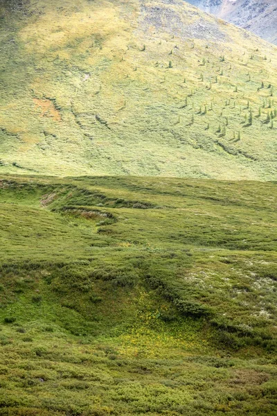 Vue panoramique sur les montagnes couvertes d'herbe verte et de plantes, Altaï, Russie — Photo de stock