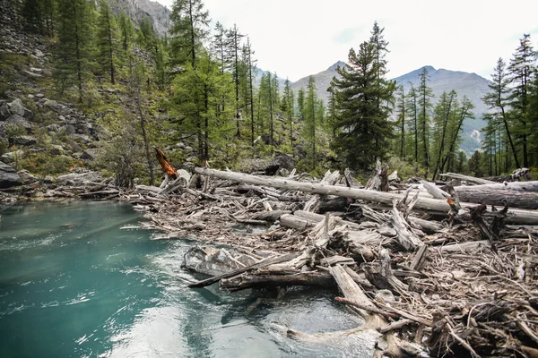 Klarer See, Bäume und Berge im Altai, Russland — Stockfoto