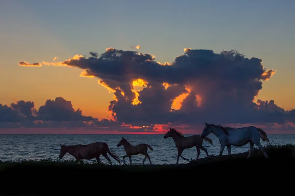 Chevaux — Photo de stock