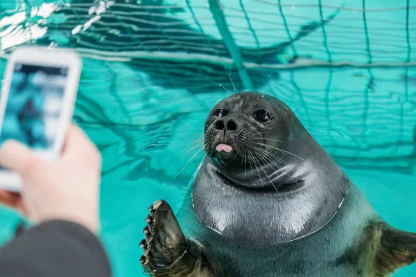 Fotografiar - foto de stock