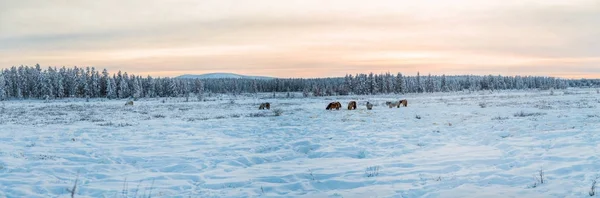 Belos cavalos marrons e brancos caminhando na neve ao pôr do sol, jakutia — Fotografia de Stock