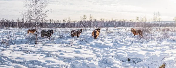 Horses — Stock Photo