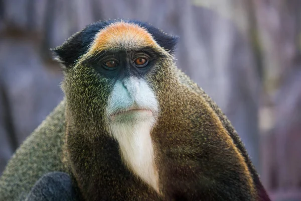 Monkey — Stock Photo