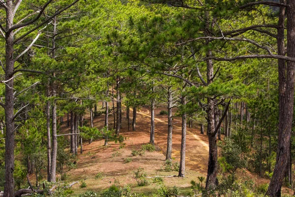 Foresta — Foto stock