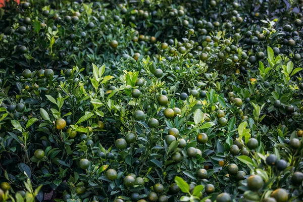 Citrons verts — Photo de stock