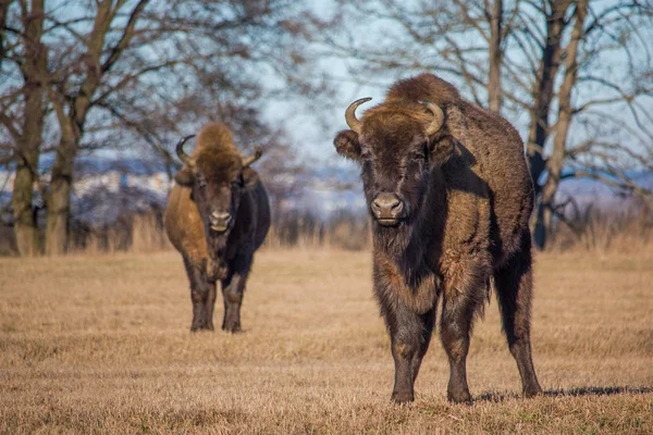 Bisontes - foto de stock