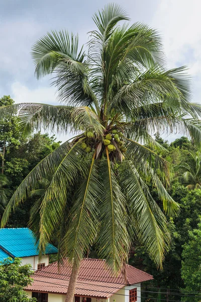 Landscape with palm tree and houss in forest — Stock Photo