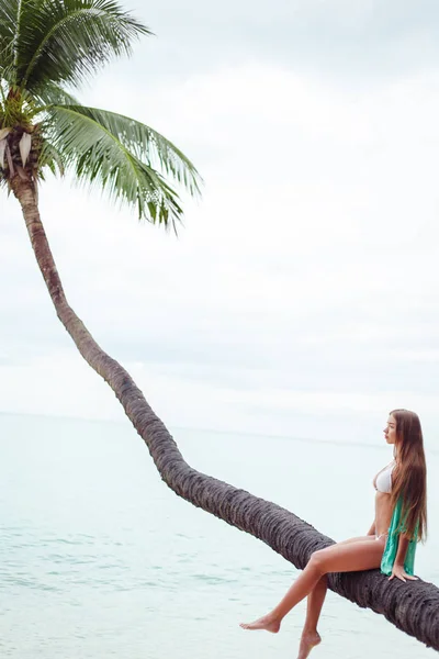 Palm tree — Stock Photo