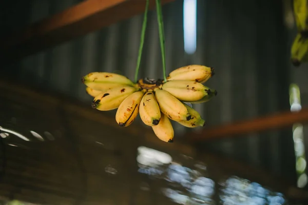 Bananas — Stock Photo