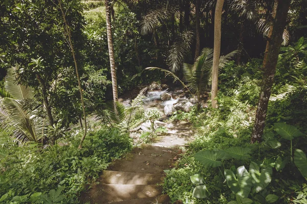 Мальовничим видом порожній кроки і дерев з зеленими листям навколо, Балі, Індонезія — стокове фото