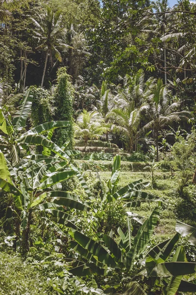 Vista panorâmica das plantações, várias árvores e plantas com folhagem verde, Bali, Indonésia — Fotografia de Stock