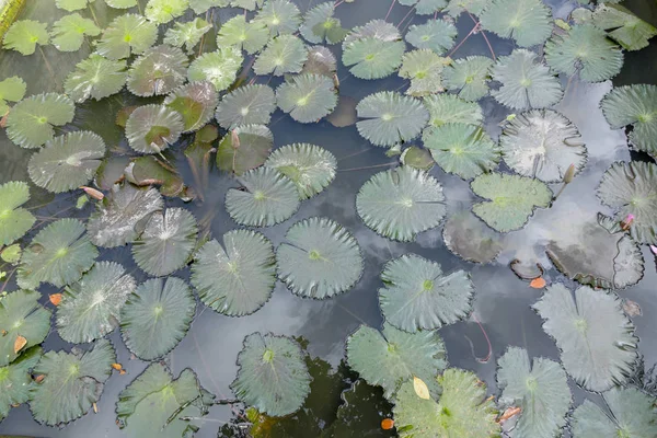 Lilies — Stock Photo