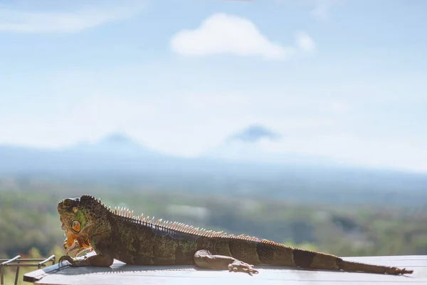 Leguan — Stockfoto