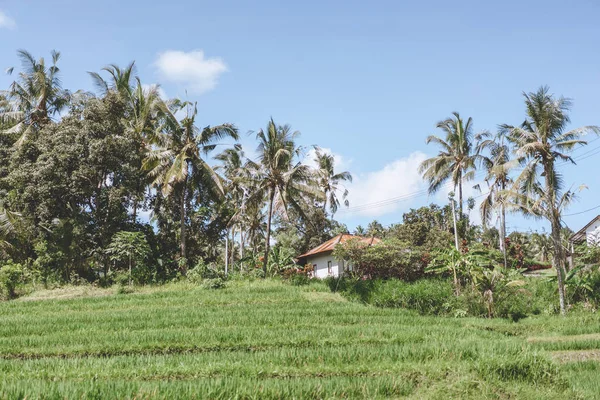 Красивый живописный вид на здание, различные зеленые растения и голубое небо, Бали, Индонезия — стоковое фото