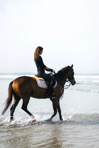 Caballo - foto de stock