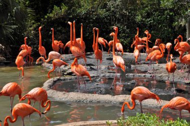 Flamingolar Bermuda'da
