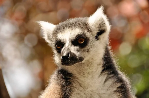 Lemur in Bermuda — Stock Photo, Image