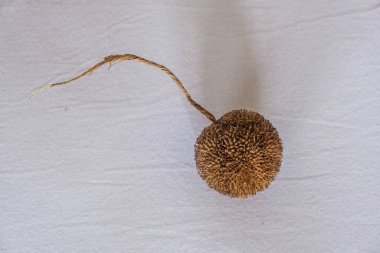 Işık arkaplanındaki bir ağacın meyvesi