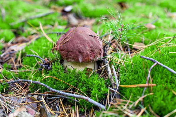 Kleine Boletus — Stockfoto