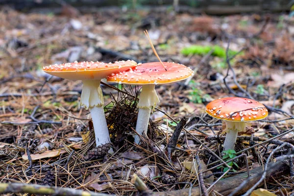 Drie fly agaric — Stockfoto