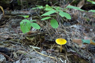 Orman zemininde sarı mantar