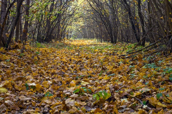 Callejón Con Hojas Amarillas Bosque Otoñal — Foto de Stock