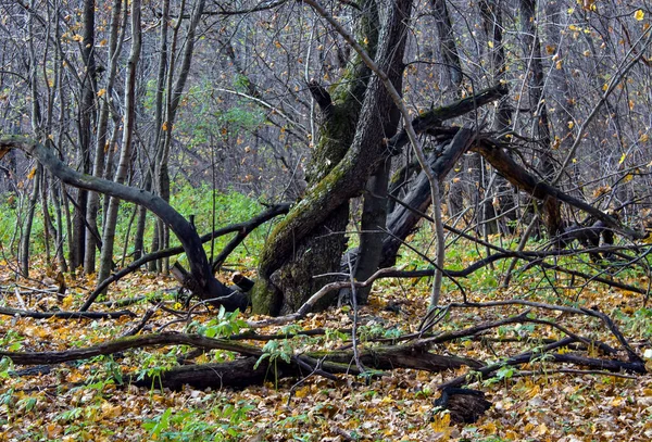Árvore Seca Velha Floresta Outono — Fotografia de Stock