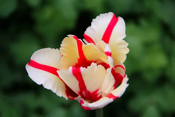 Bunte Tulpenblüten im Frühling — Stockfoto