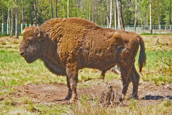 Wisent steht im Wald — Stockfoto