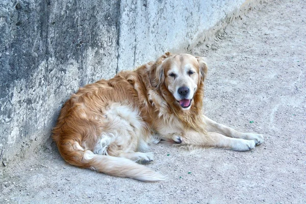 Старая собака лежит на стене — стоковое фото