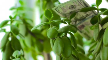 Yeşim bitkisi para ağacı düşen dolar ile