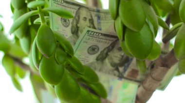 Yeşim bitkisi para ağacı dolar ile