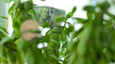 Yeşim bitkisi para ağacı Doları ile üzerinde Bitcoin