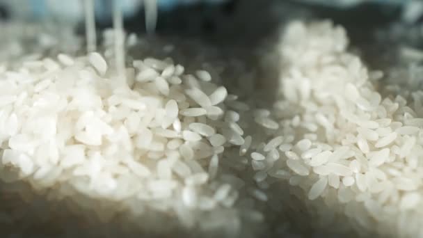 Reis Mais fällt wunderschön — Stockvideo