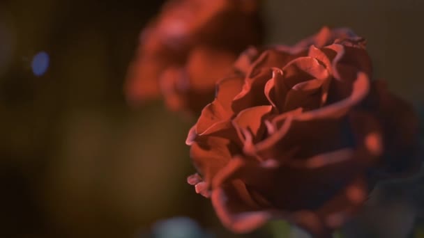 Rosas rojas sobre fondo oscuro — Vídeos de Stock