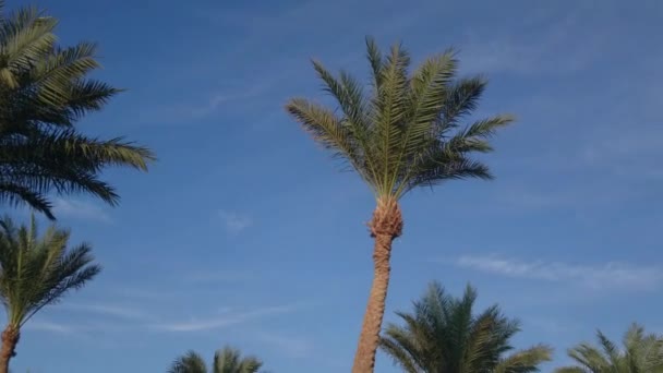 Tops of palm tree — Stock Video