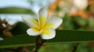 Frangipani plumeria çiçek