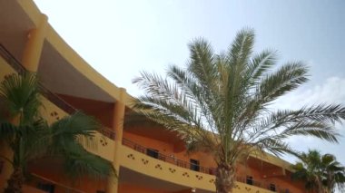 Palmiye ağaçlarının tepeleri