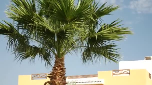 Spitze der Palme — Stockvideo