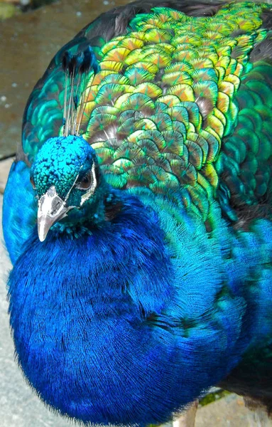 Bild Peacock Huvud — Stockfoto