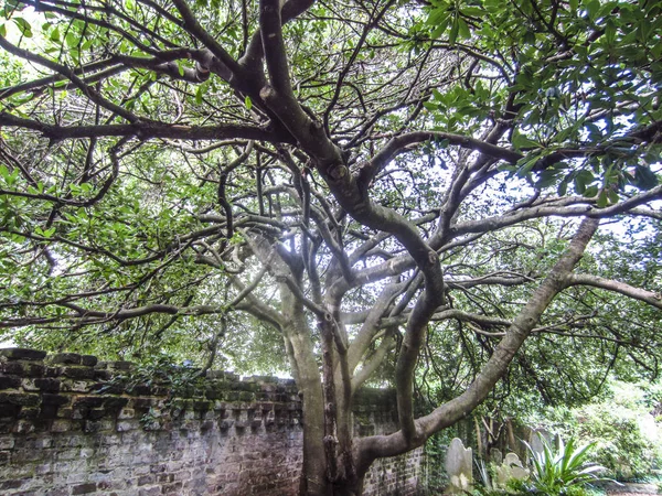 Charleston Live Oak Bahçe duvarının önünde
