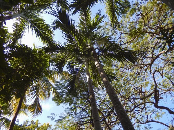 Palmeras Con Cielo Arriba —  Fotos de Stock