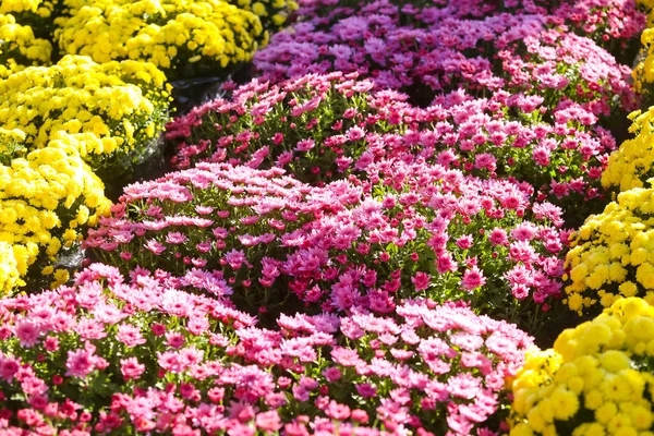 Blommor på Alla helgons dag — Stockfoto