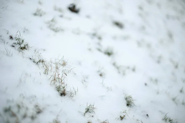 Erba durante l'inverno — Foto Stock