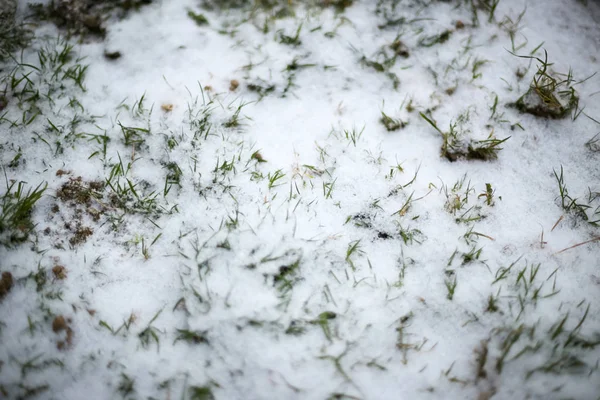 Erba sotto la neve — Foto Stock