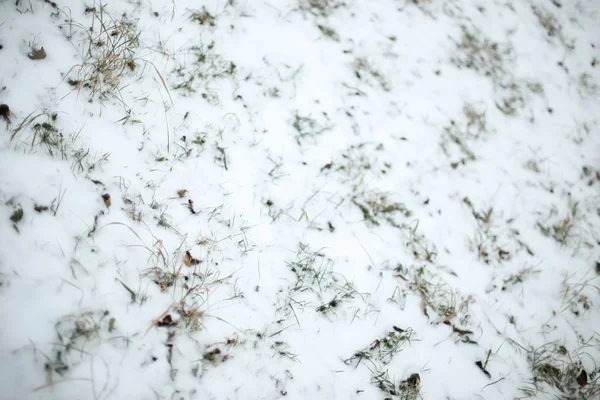 Neve su erba — Foto Stock
